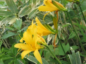 山あるき探検隊② (12)