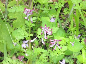 山あるき探検隊⑤ (24)